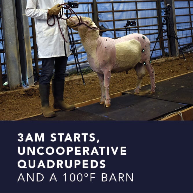 Analyzing sheep gait – Texas A&M University